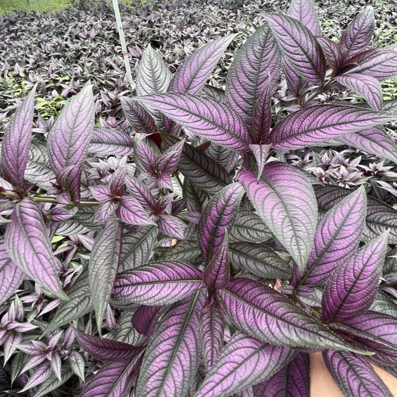波斯红草梦幻紫红背马蓝盆栽绿植高贵网红容易活