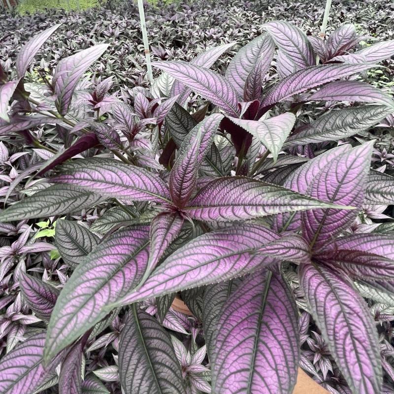 波斯红草梦幻紫红背马蓝盆栽绿植高贵网红容易活