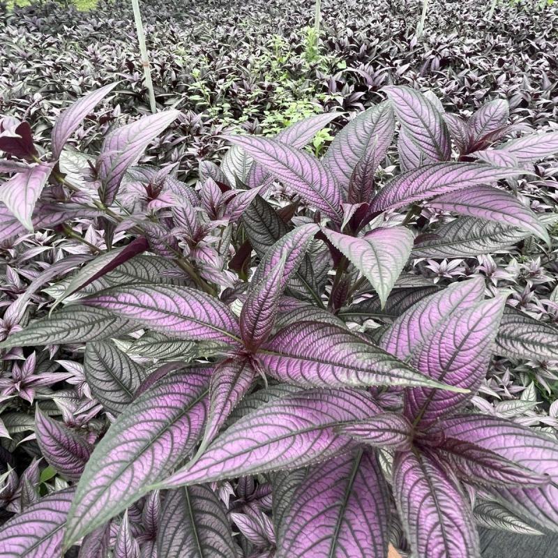 波斯红草梦幻紫红背马蓝盆栽绿植高贵网红容易活