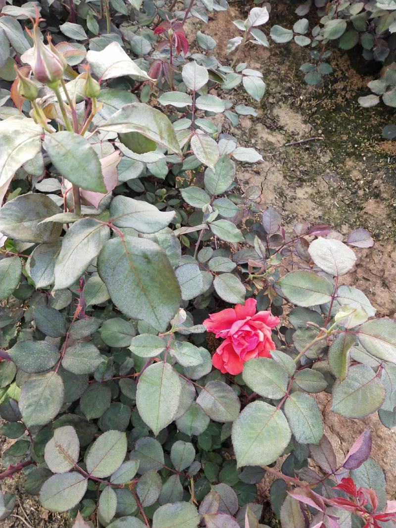南阳月季基地供应树桩月季，营养钵月季，藤本月季，花色齐全