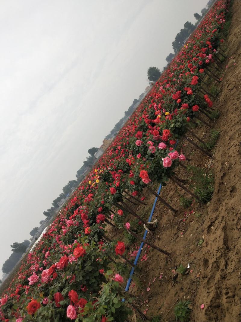 南阳月季基地供应树桩月季，营养钵月季，藤本月季，花色齐全