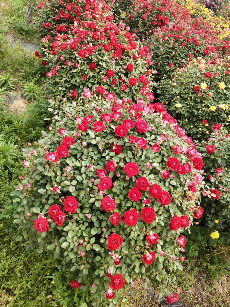 南阳月季基地供应树桩月季，营养钵月季，藤本月季，花色齐全