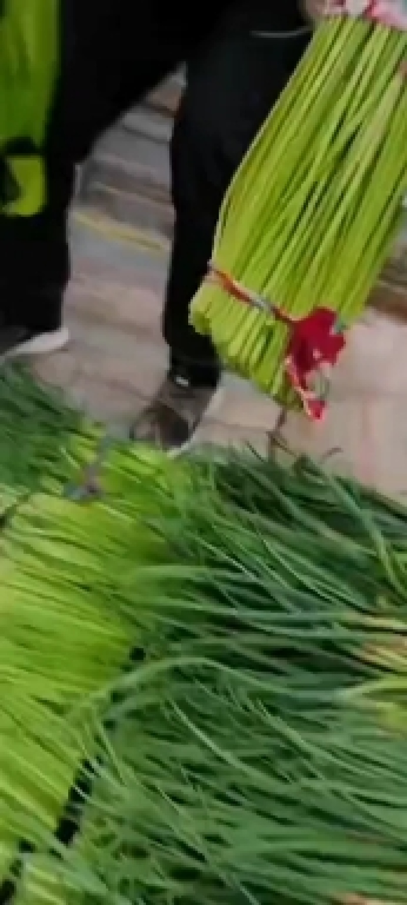 聊城大张蒜苔大量上市，需要的老板提前联系！