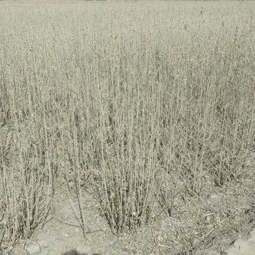 大果沙枣苗种植面积大全国发货甘肃地区沙枣苗子