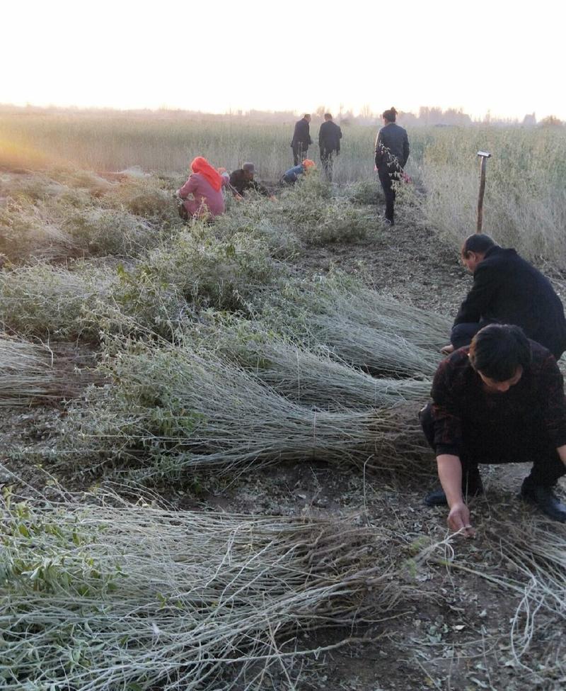 大果沙枣苗种植面积大全国发货甘肃地区沙枣苗子