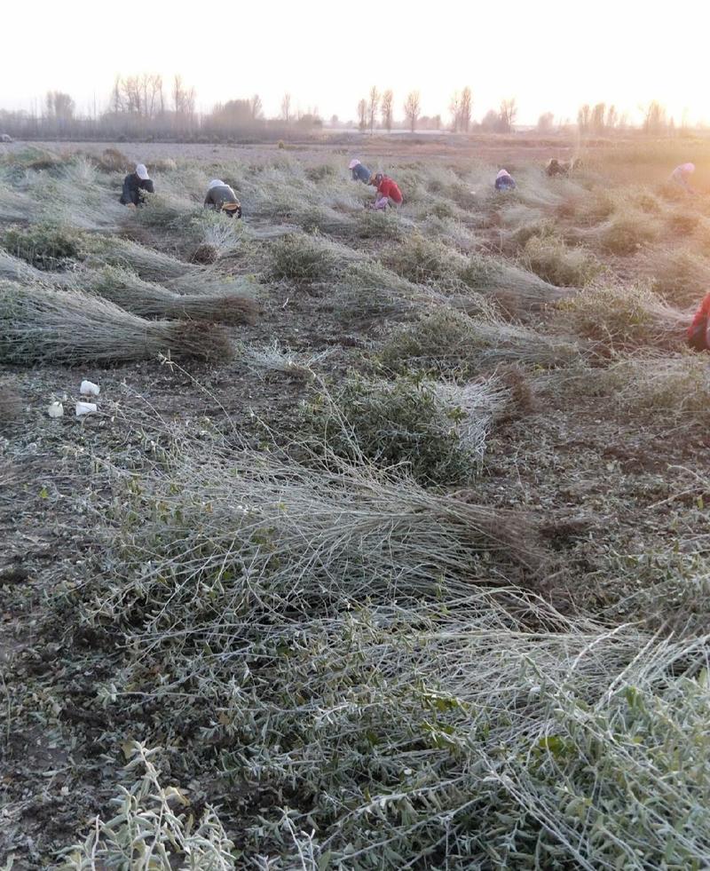 大果沙枣苗种植面积大全国发货甘肃地区沙枣苗子