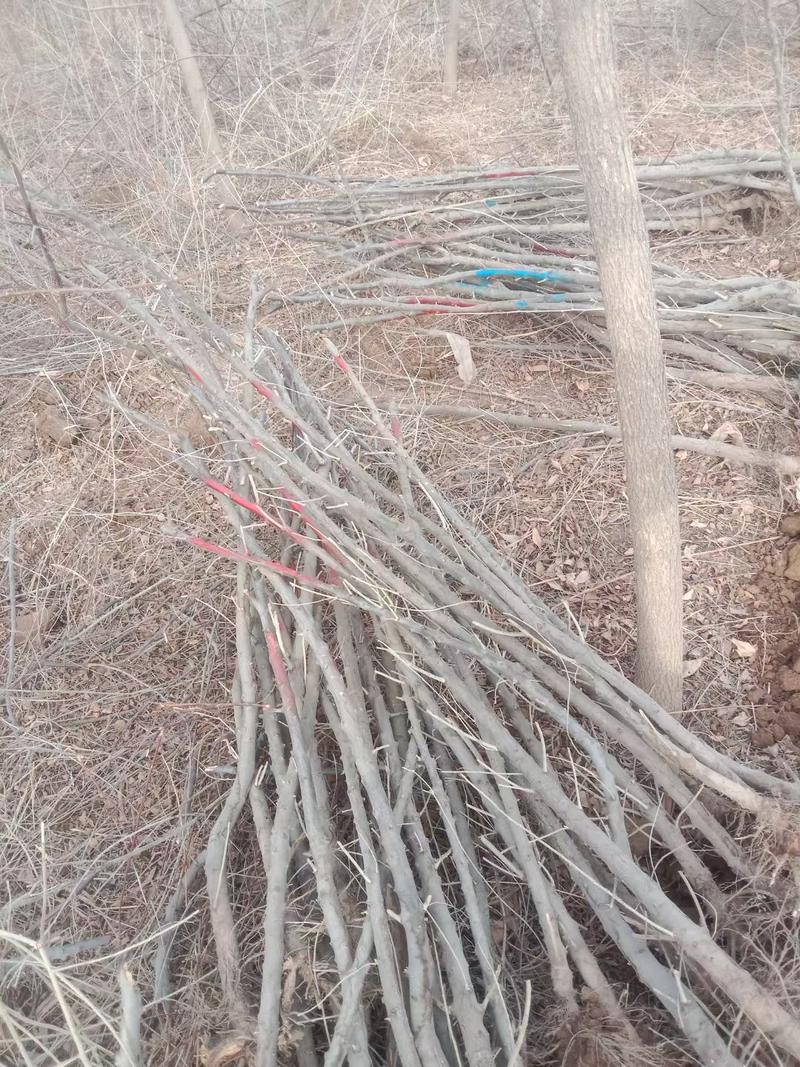 大果沙枣苗种植面积大全国发货甘肃地区沙枣苗子