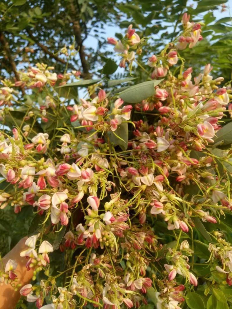 聊红国槐山东聊城红花国槐种植基地聊红国槐基地1-15