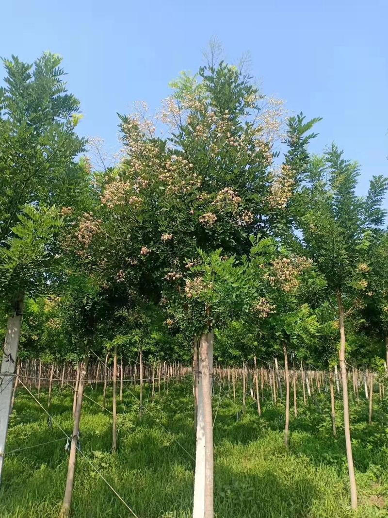 聊红国槐山东聊城红花国槐种植基地聊红国槐基地1-15