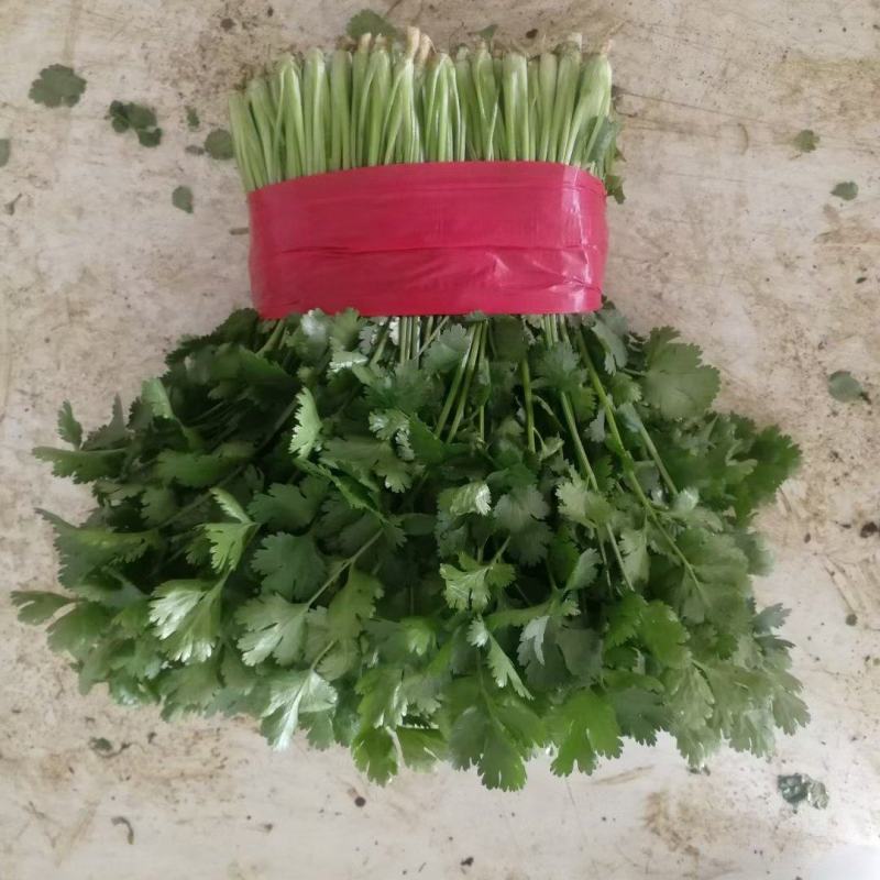 精品大叶香菜