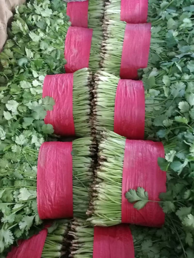 精品大叶香菜