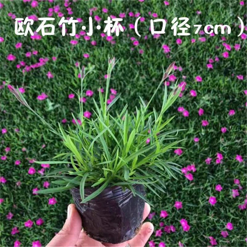 欧石竹花苗四季开花的草坪耐寒花苗花期长庭院盆栽带花苞绿化