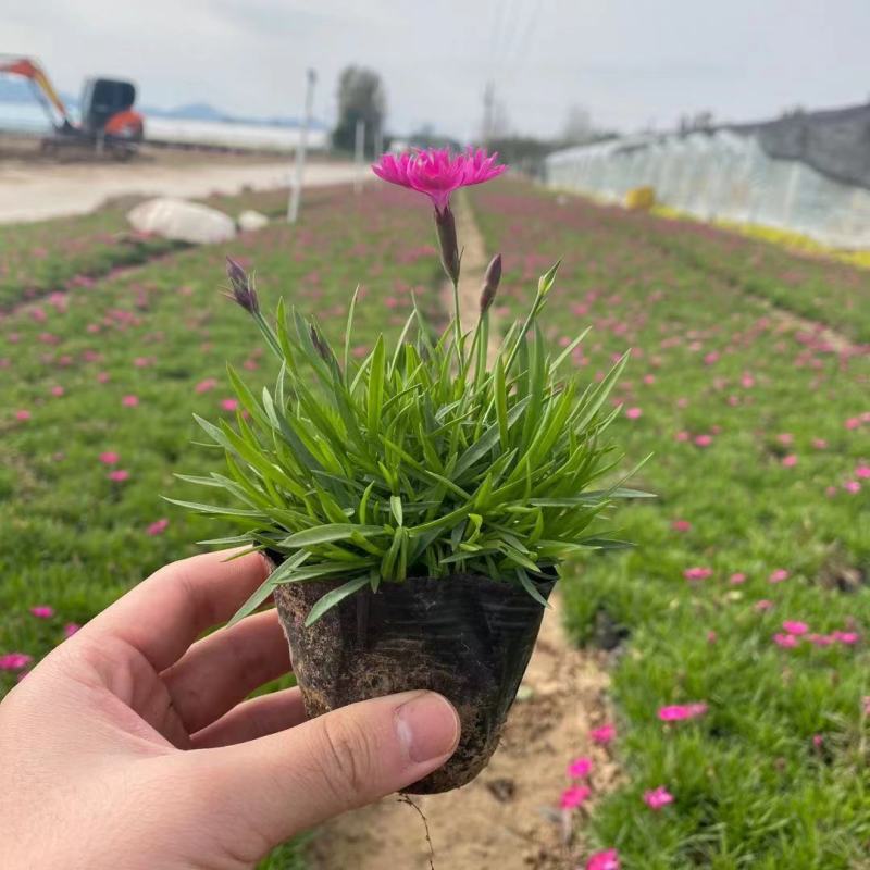欧石竹花苗四季开花的草坪耐寒花苗花期长庭院盆栽带花苞绿化
