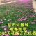 欧石竹花苗四季开花的草坪耐寒花苗花期长庭院盆栽带花苞绿化
