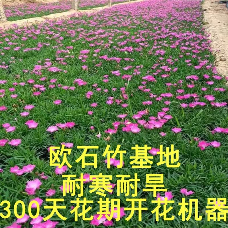 欧石竹花苗四季开花的草坪耐寒花苗花期长庭院盆栽带花苞绿化