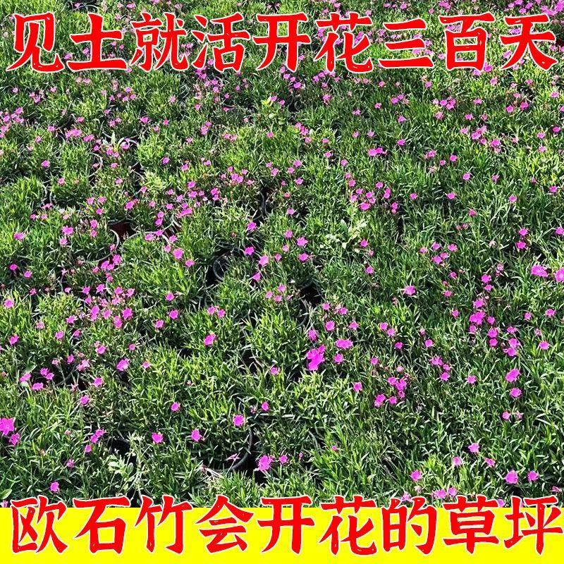 欧石竹花苗四季开花的草坪耐寒花苗花期长庭院盆栽带花苞绿化