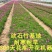欧石竹花苗四季开花的草坪耐寒花苗花期长庭院盆栽带花苞绿化
