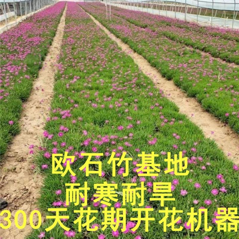 欧石竹花苗四季开花的草坪耐寒花苗花期长庭院盆栽带花苞绿化