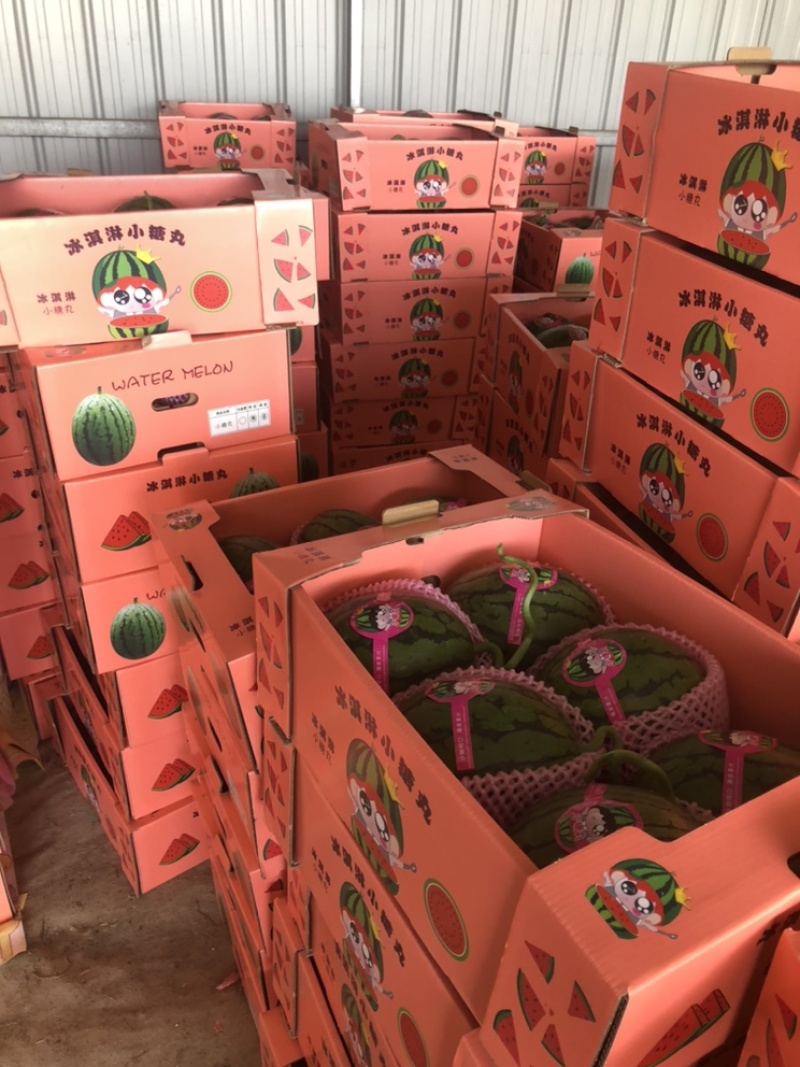 全美2K西瓜，小糖丸礼品西瓜，手撕小西瓜产地直发