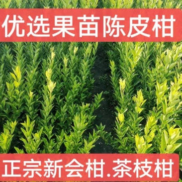 正宗新会柑苗也叫陈皮柑苗（茶枝柑苗）苗木健康漂亮，原产地