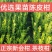 正宗新会柑苗也叫陈皮柑苗（茶枝柑苗）苗木健康漂亮，原产地