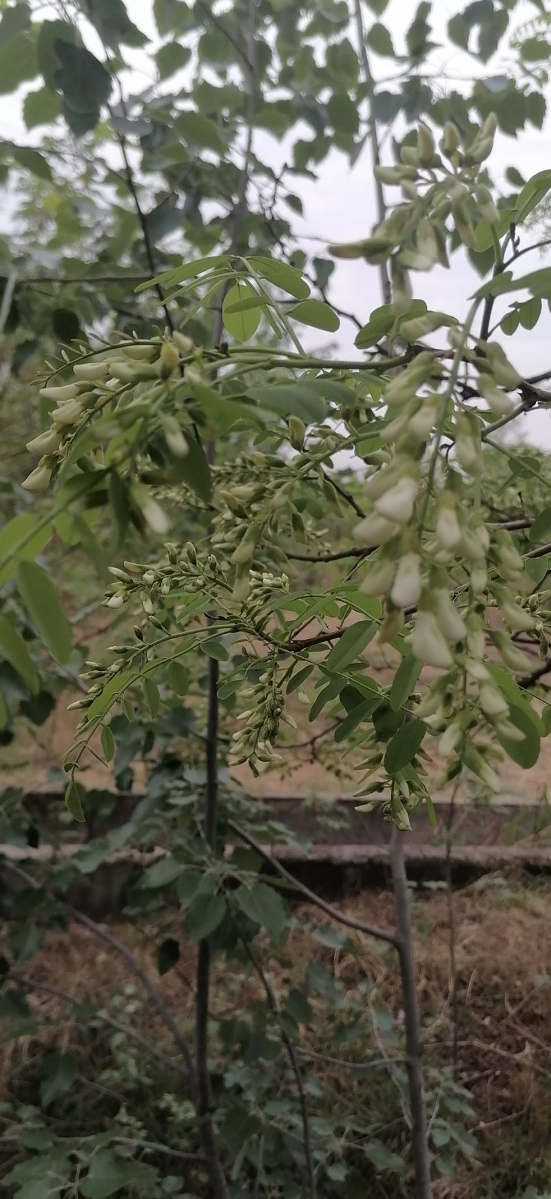 灵宝干槐花蒸包子抱饺子用的无硫花骨朵