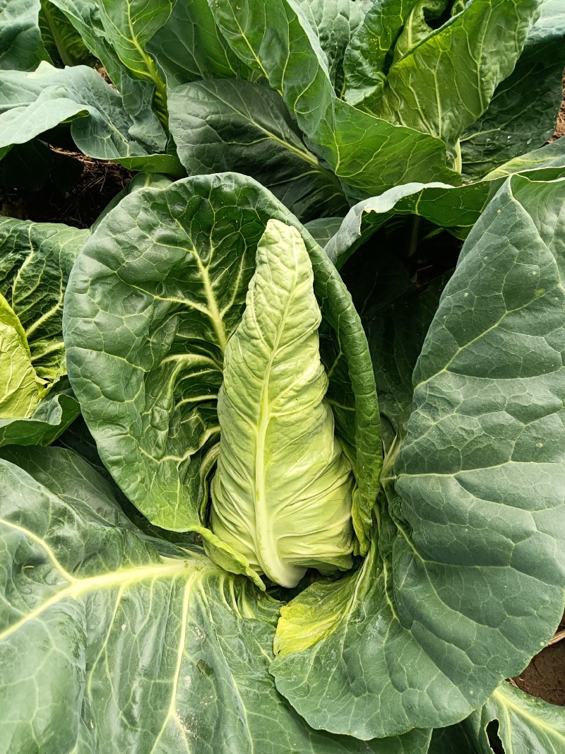 牛心菜上市中需要老板直接联系