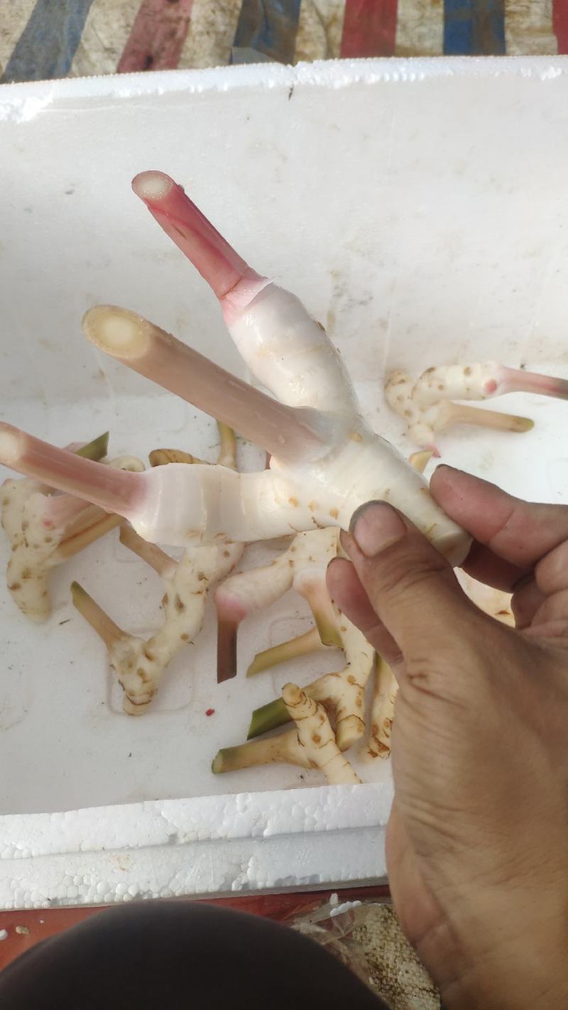 白皮南姜，白姜，大量白姜