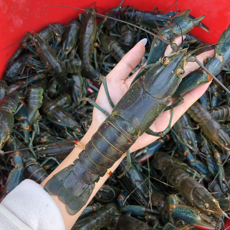 澳洲淡水龙虾