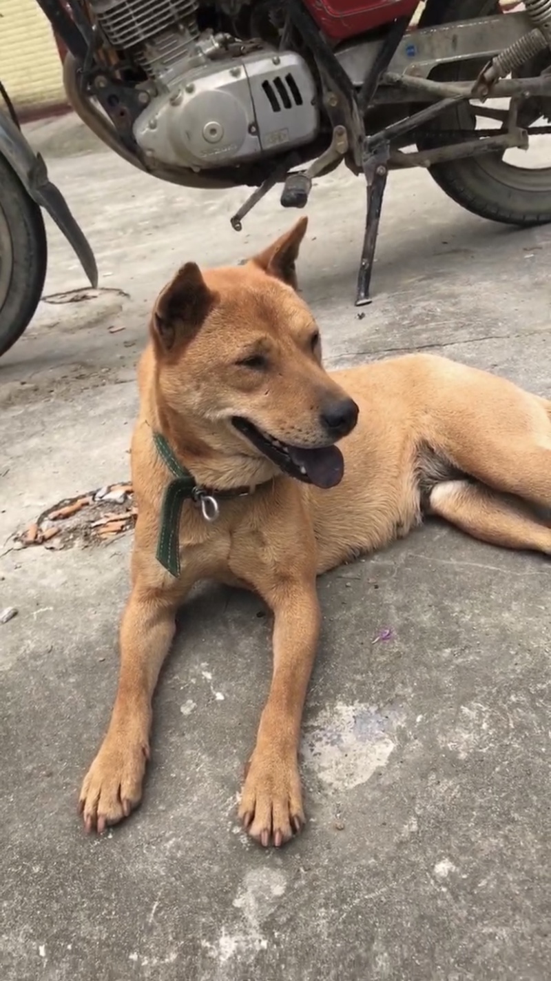 虎班猎狗