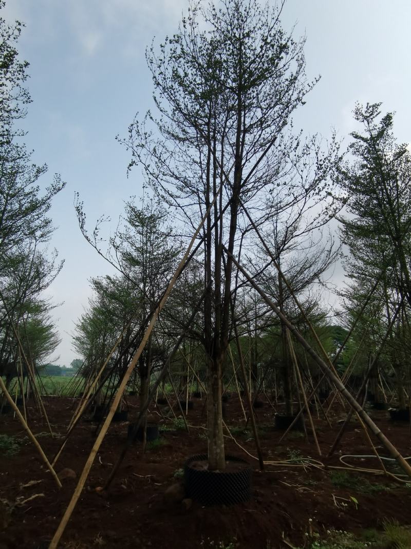 小叶榄仁
