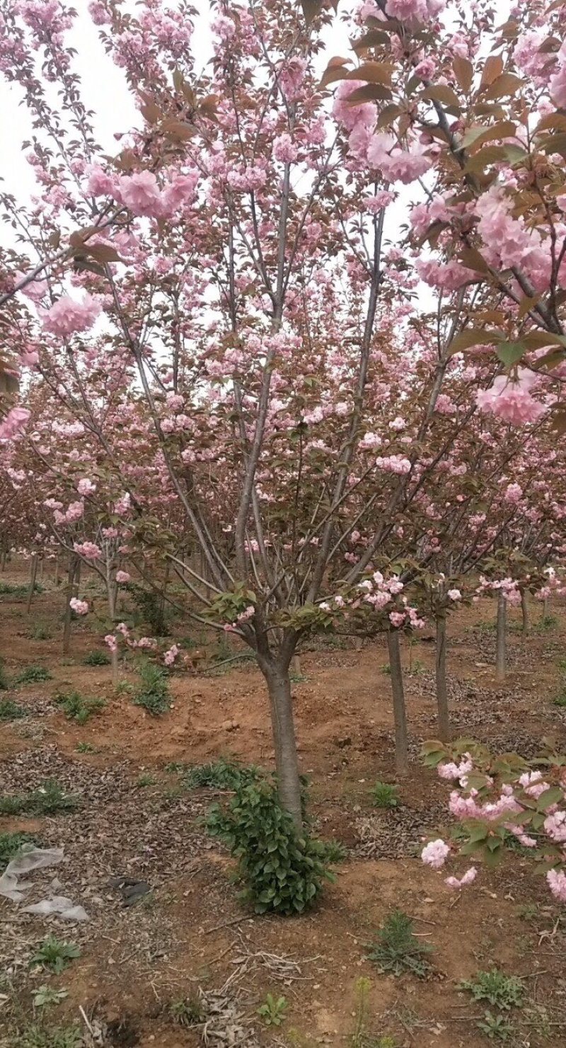 樱花日本晚樱绿化樱花