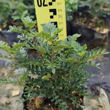 清香木【基地直供】140规格黑色软胶杯倒装40盆袋装