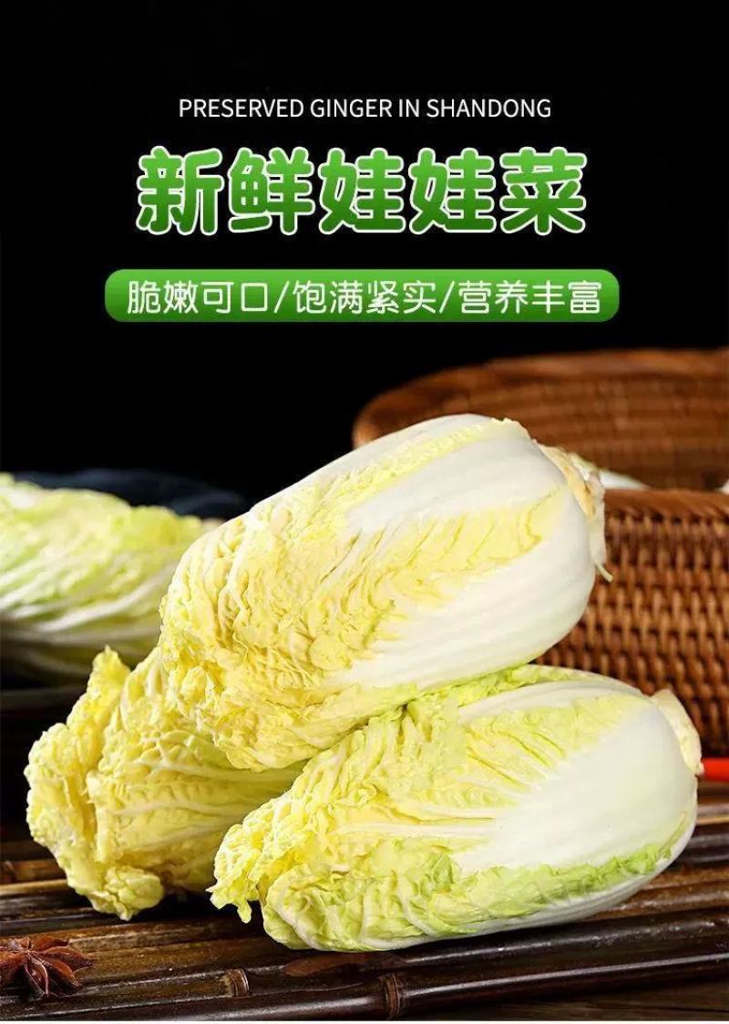 精品娃娃菜大娃娃菜小娃娃菜24小时随时看货