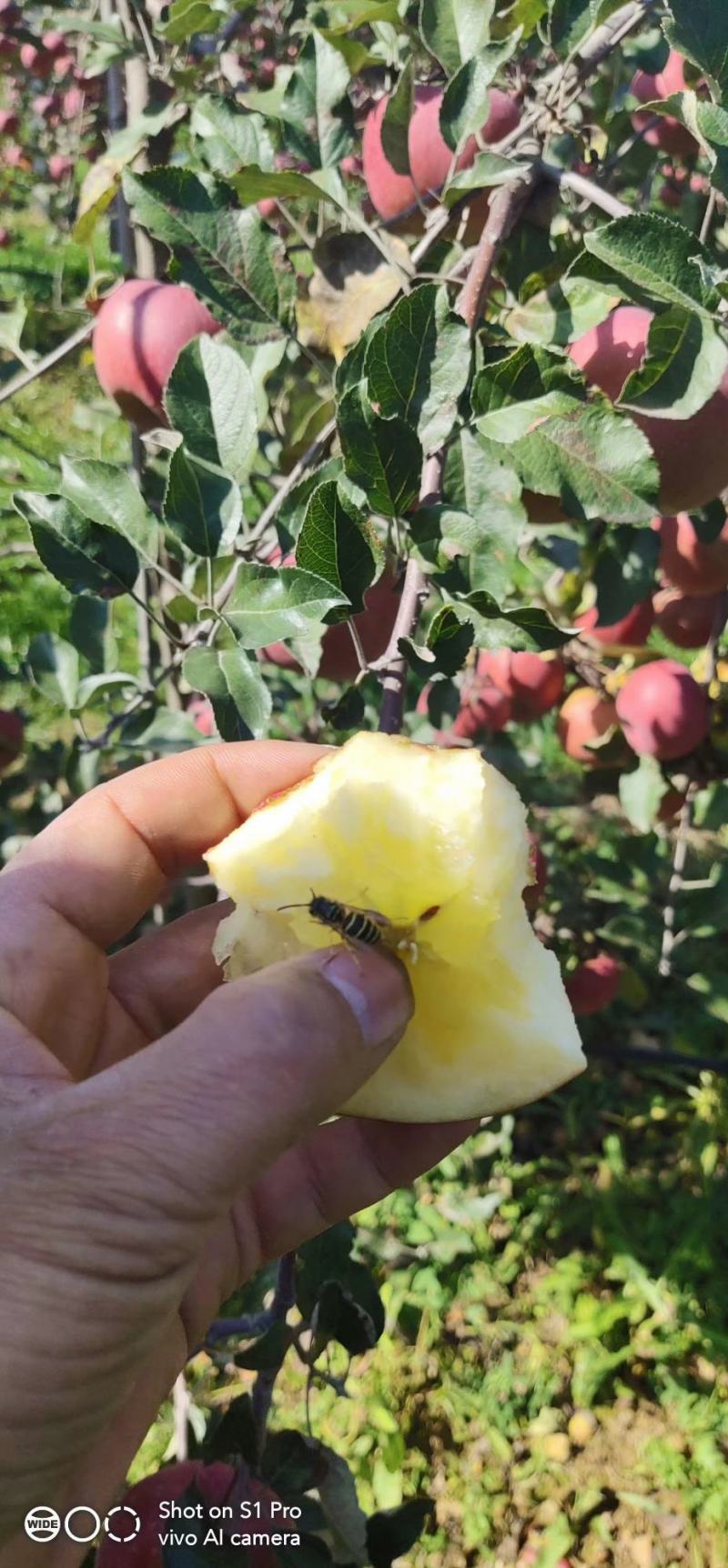 冰糖心丑苹果脆甜可口水分大糖度好，