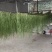 贡菜优质贡菜销售一手货源干度好产地直供代发欢迎老板联系