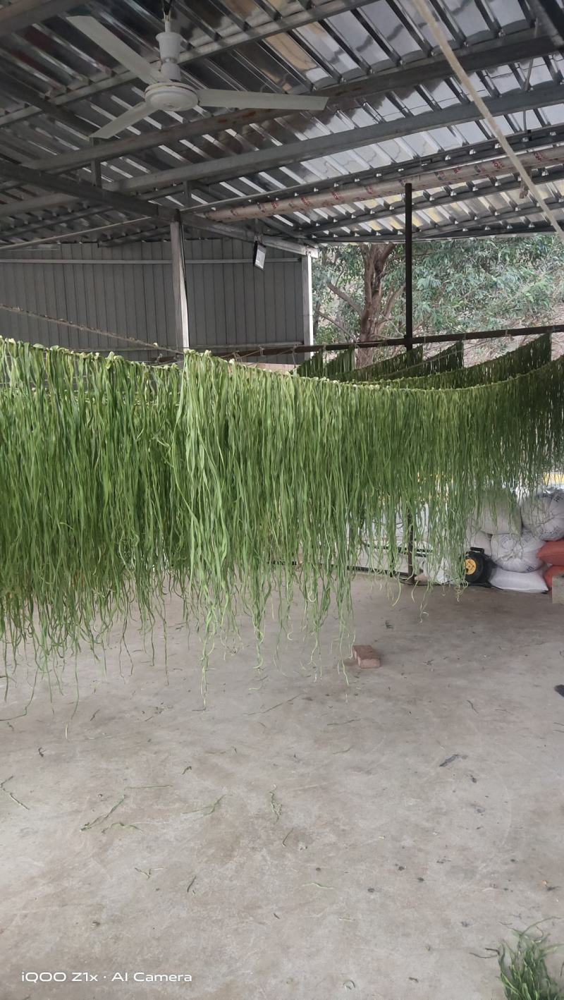 贡菜优质贡菜销售一手货源干度好产地直供代发欢迎老板联系