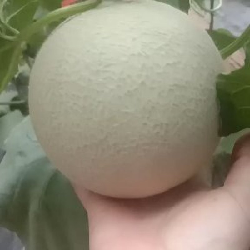 甜度达到19，真的是嘎嘎甜！