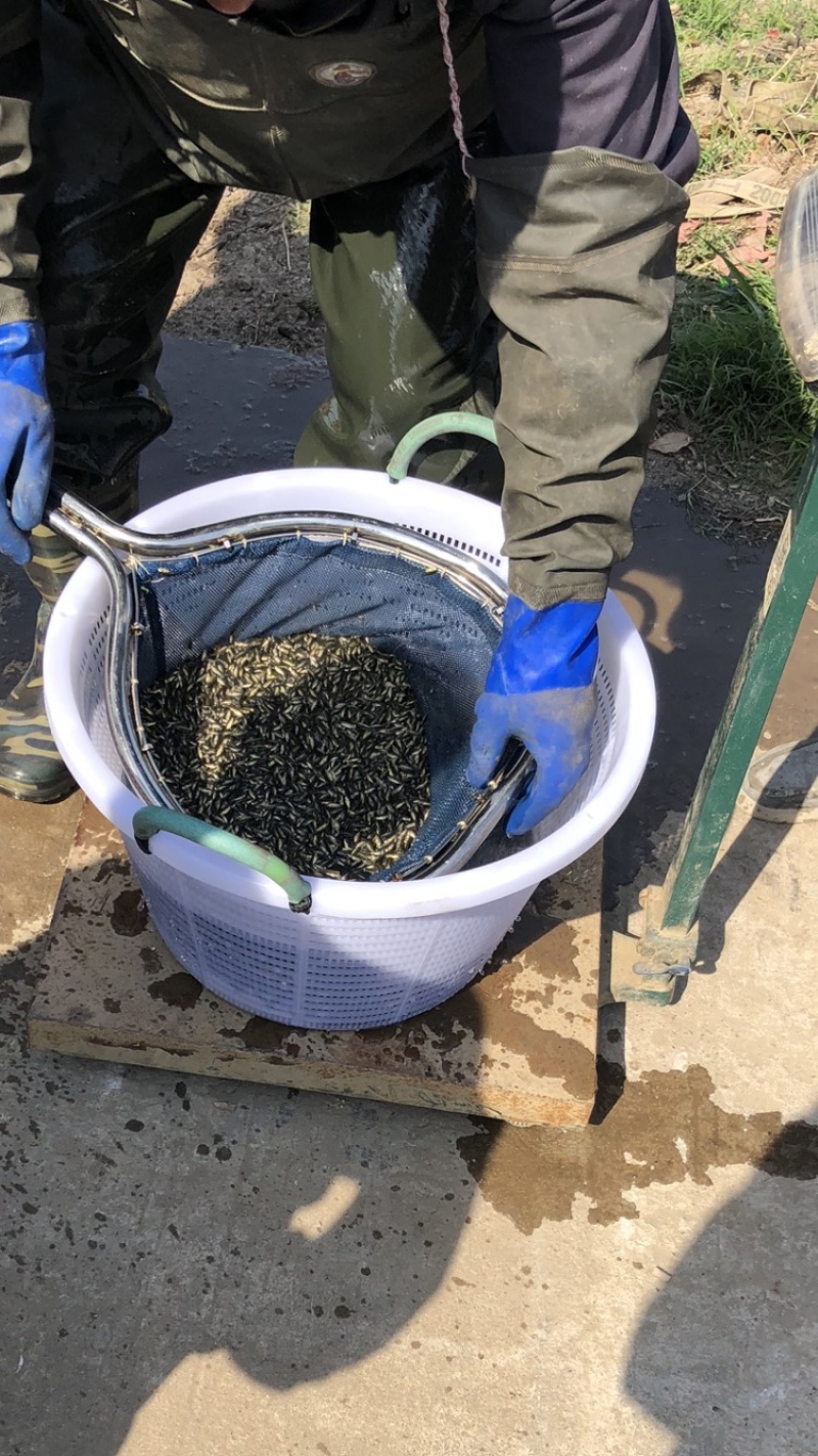 鲫鱼夏花苗种中科三号银鲫寸片乌仔大片鱼苗