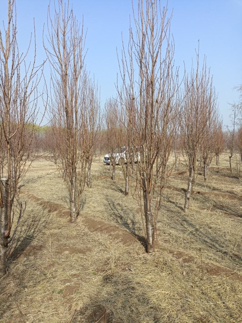 山东龙柱碧桃基地现挖绿化工程规格齐全欢迎咨询