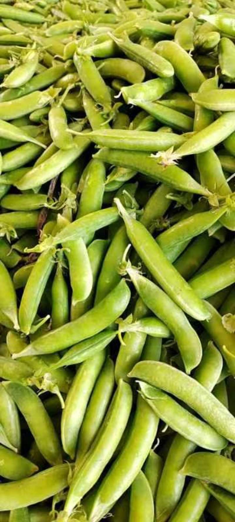 青豌豆精品货上市中，籽粒饱市场货，电商加工厂货大量供应