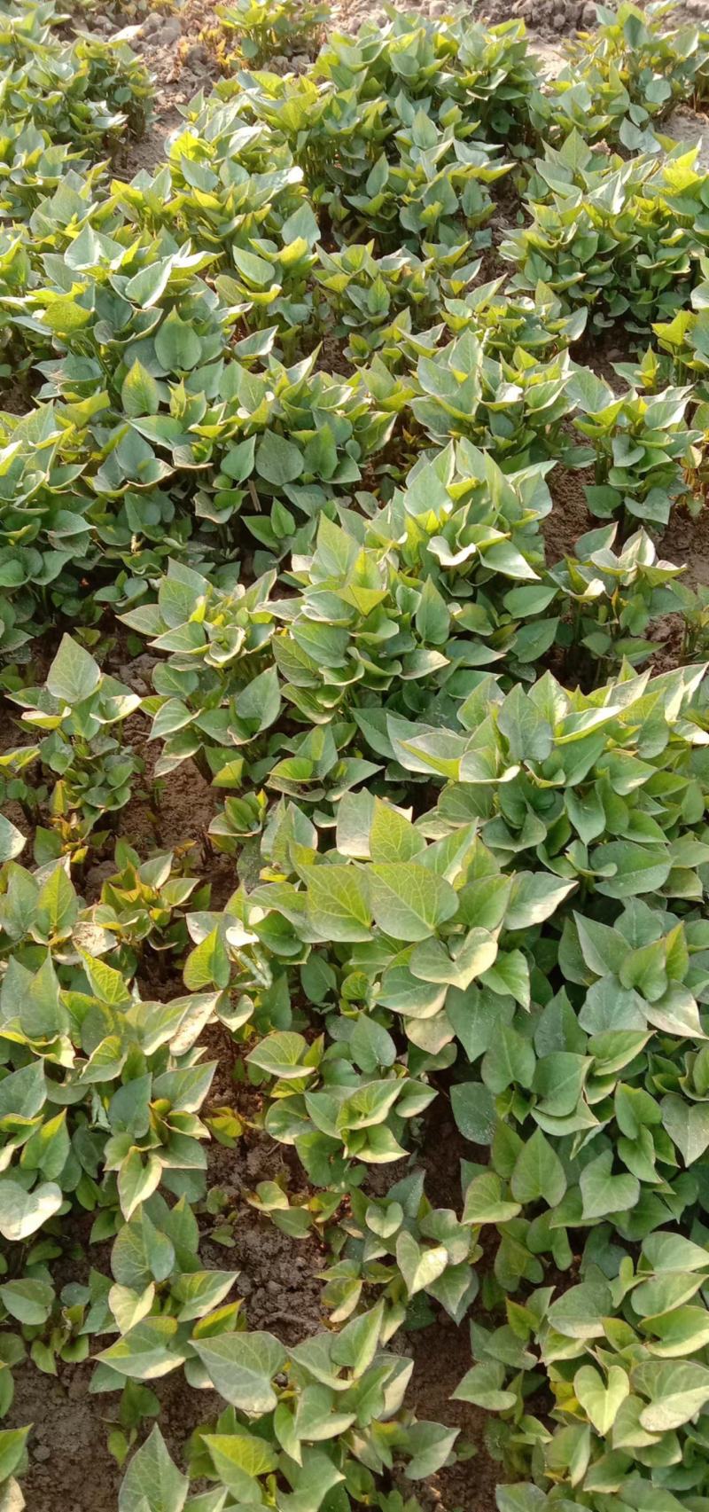 辽宁鞍山海城地瓜苗红薯苗基地直销西瓜红早丰康薯28甜甜香