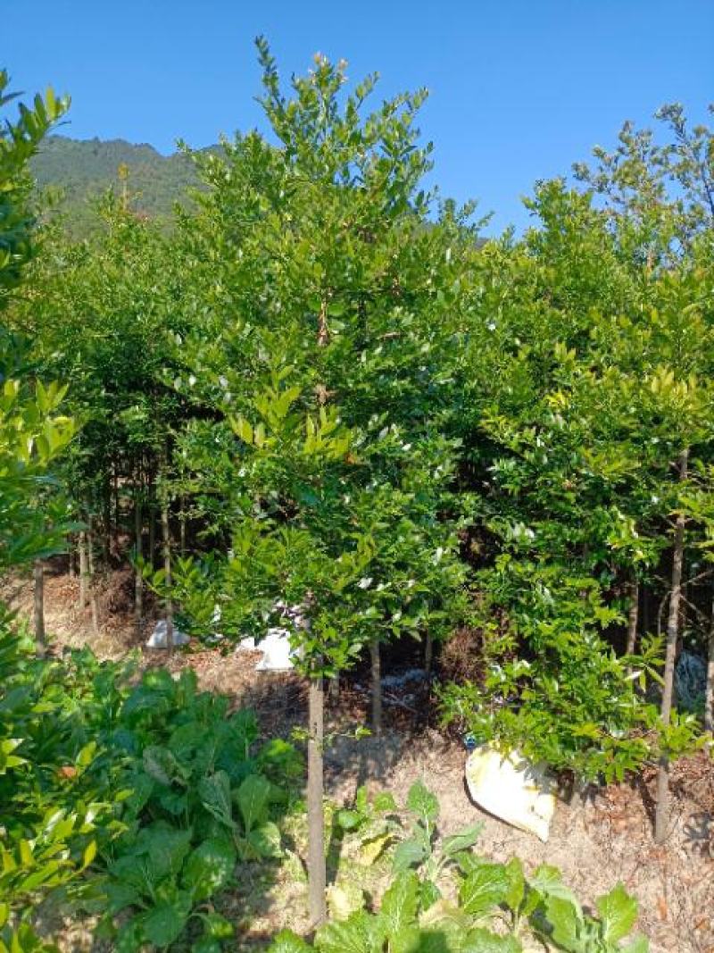 竹柏苗，树