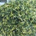 莲子芯莲子芯各种养生花茶中药材批发