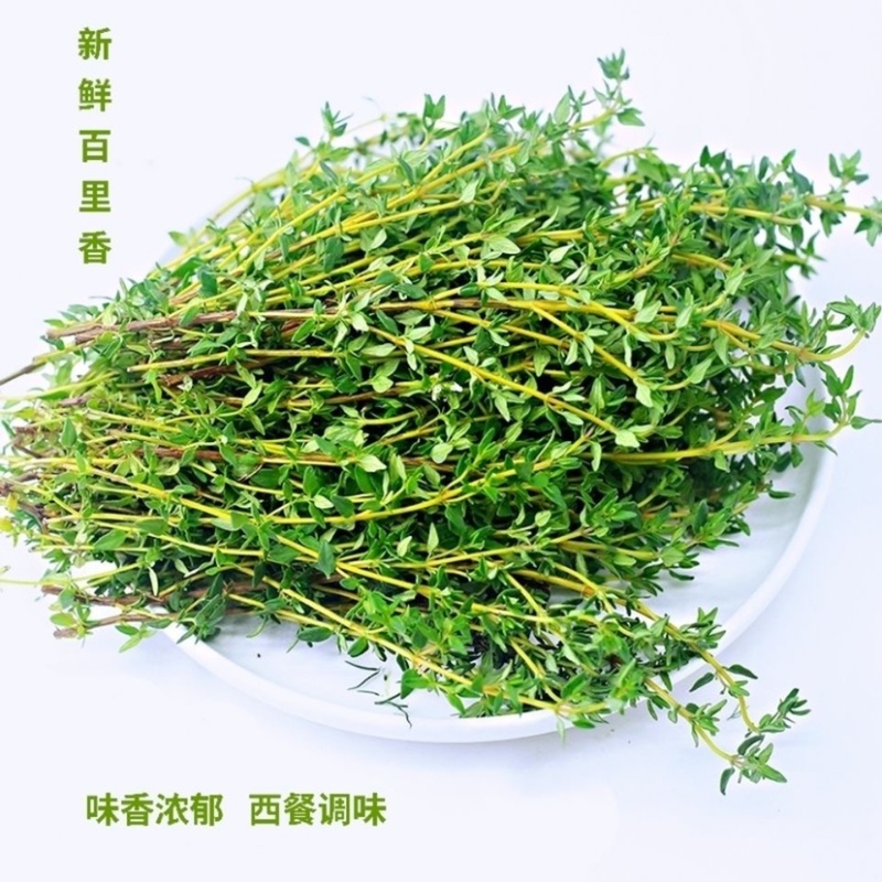 【热卖】百里香无硫净货正品批发零售常年经营供货基地直销