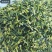 莲子芯莲子芯各种养生花茶中药材批发