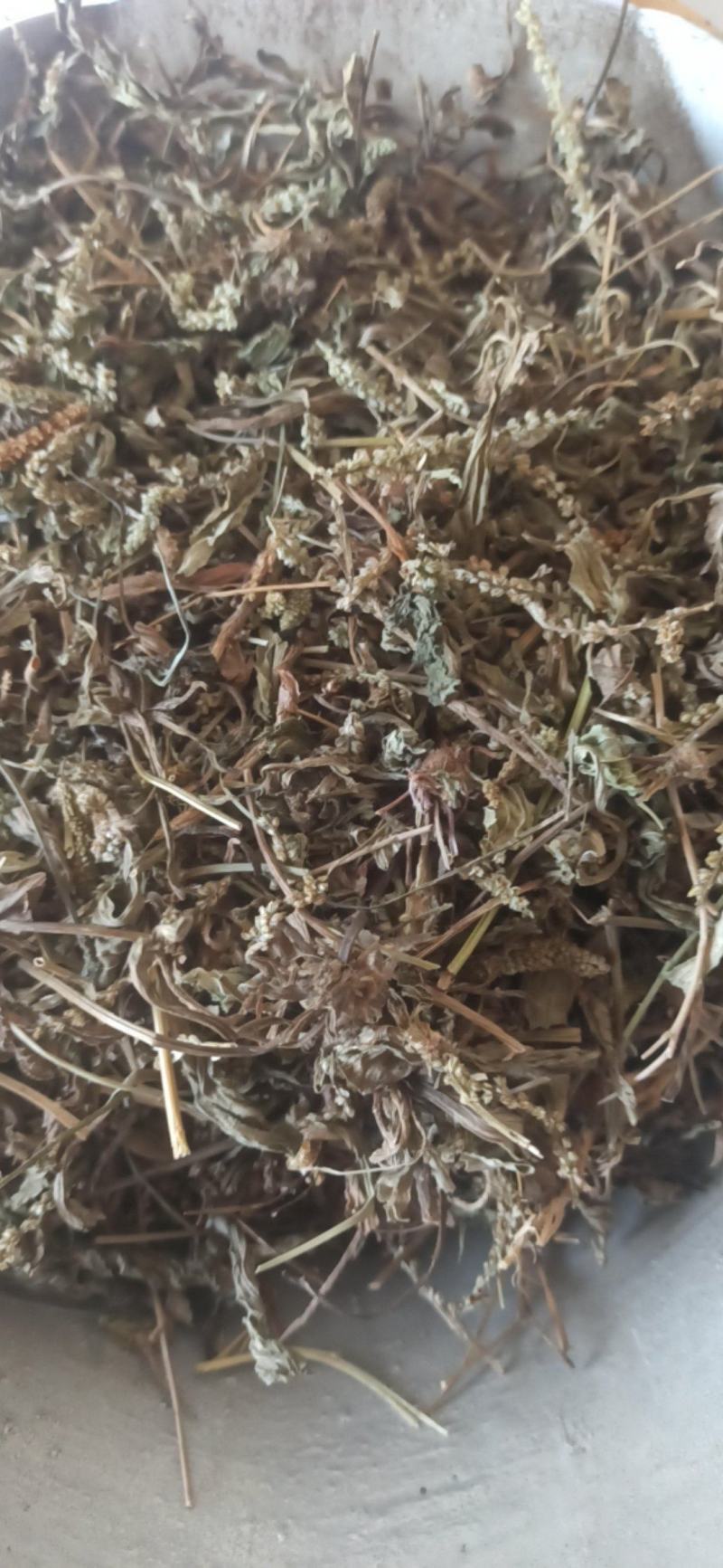 车前草野生车前草批发各种规格中药材质优价廉