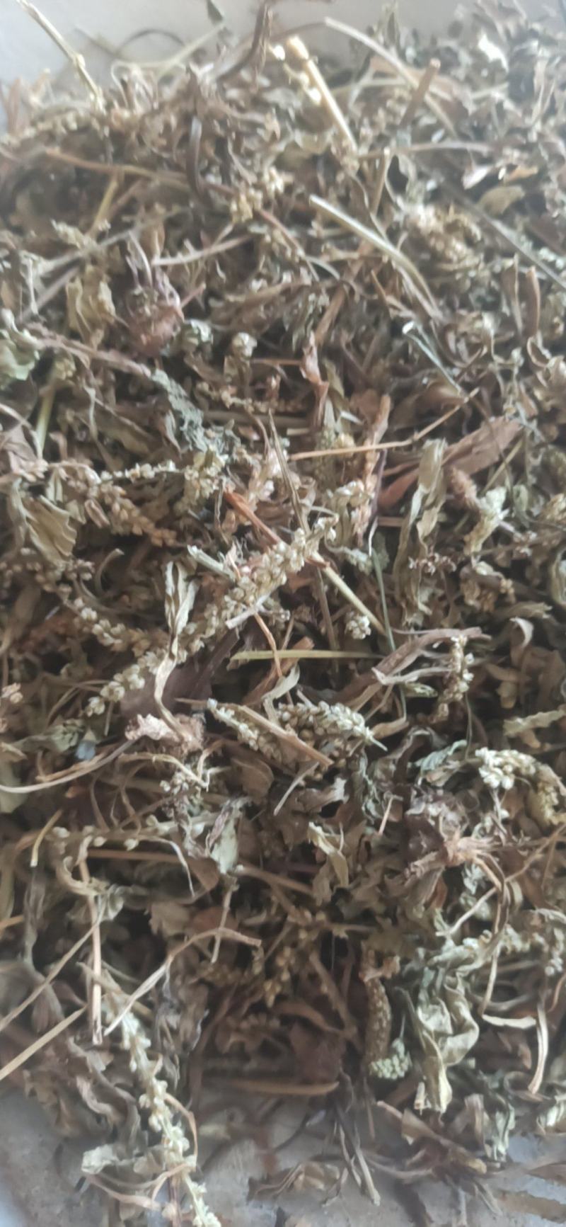车前草野生车前草批发各种规格中药材质优价廉