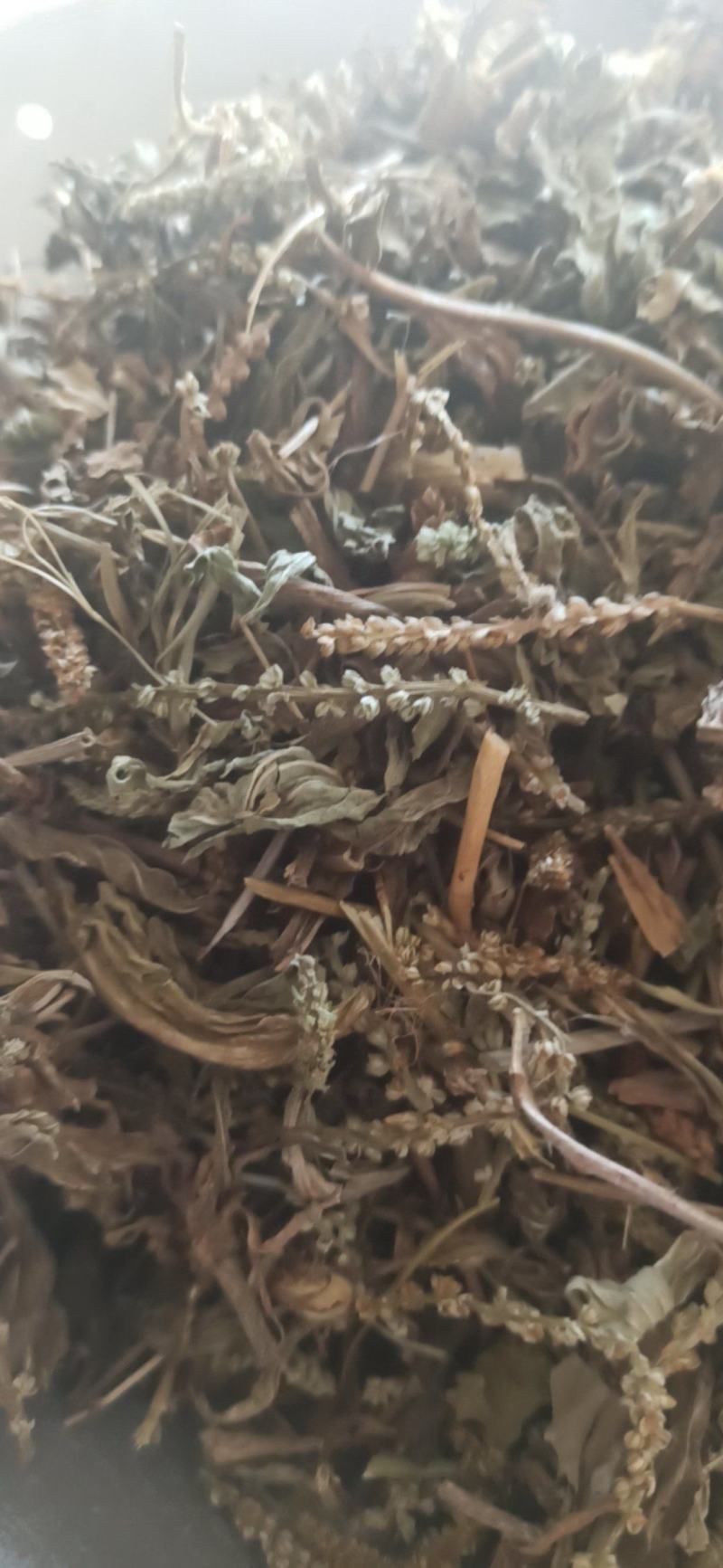 车前草野生车前草批发各种规格中药材质优价廉