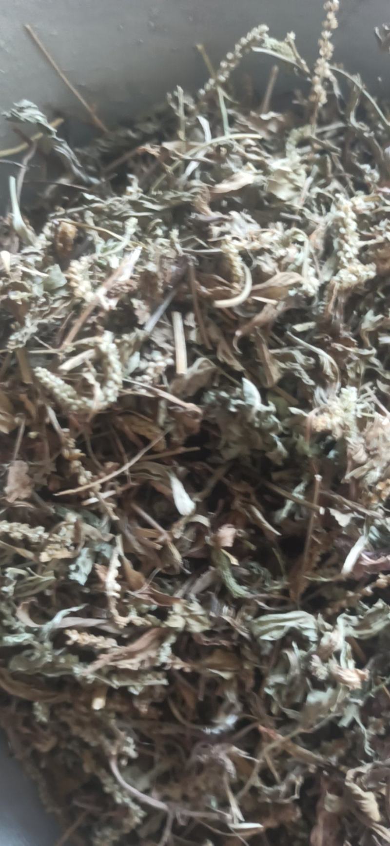 车前草野生车前草批发各种规格中药材质优价廉
